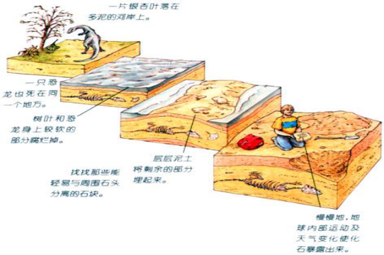 中国第四纪冰川遗迹陈列馆特色资源库